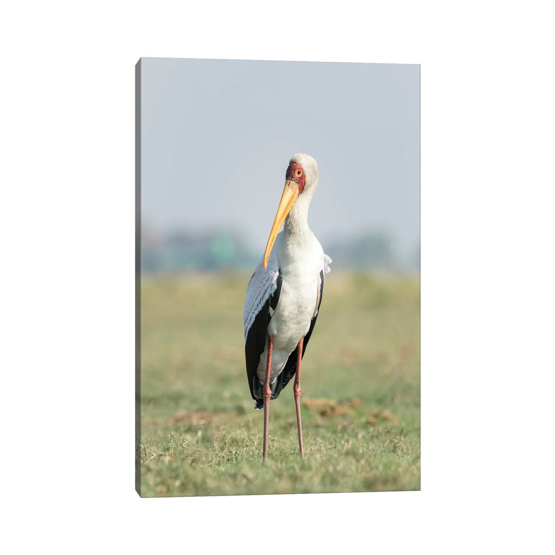 Africa, Botswana, Chobe National Park. Yellow-billed Stork Close-Up. by Jaynes Gallery - Wrapped Canvas Print