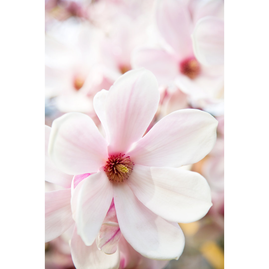 Magnolienblüten - Kunstdrucke auf Segeltuch