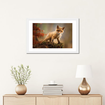 Fox by Robert Adamec - Photograph Print