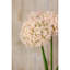 Arrangement-128130318-128130313