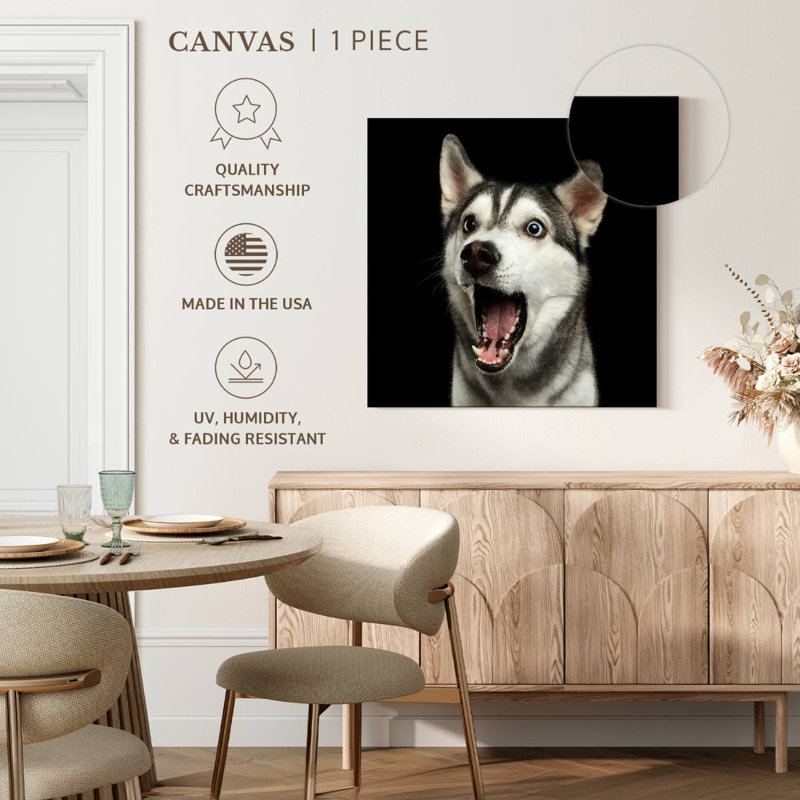 Brampt Surprised Siberian Husky, 16" H x 16" W