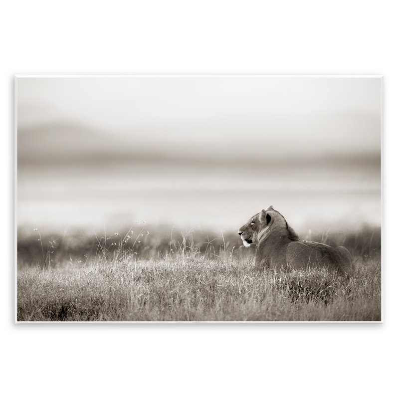 Lion au repos dans la savane, art mural, par Danita Delimont, H 13 po x l 19 po