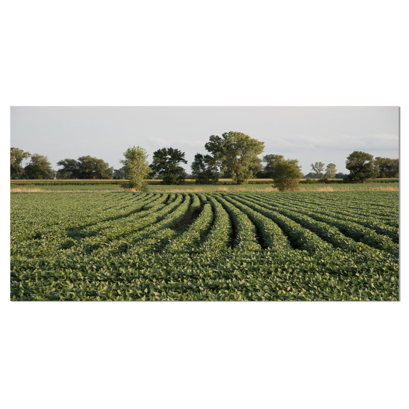 " Wisconsin Soybean Field Rows ", 16" H x 32" W x 1" D