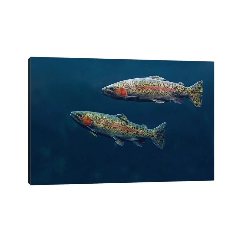Rainbow Trout Pair Swimming Underwater by Tim Fitzharris - Wrapped Canvas Print, 101.6 cm H x 66.04 cm W x 1.91 cm D