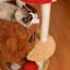 Structure d'escalade créative pour chat