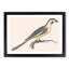 Parrot by Johan Teyler - Picture Frame Painting Print-55737657-55737658