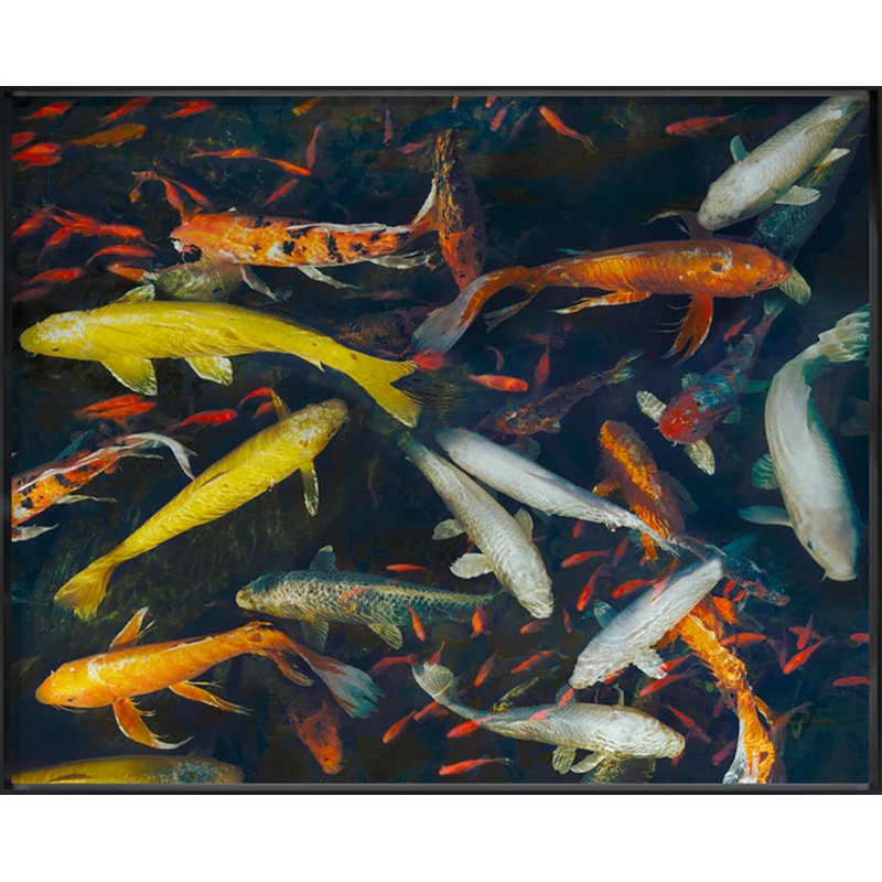 Koi 2 Print by Woodman, Kate, Black Framed, 35" H x 44" W x 1.25" D