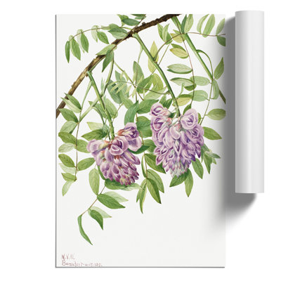 American Wisteria by Mary Vaux Walcott - Frameless Print