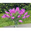 Vase décoratif en branche lavande