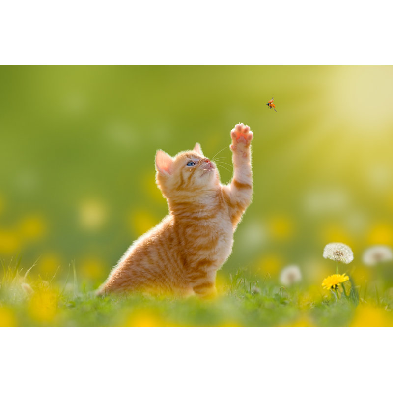 Young Cat/Kitten Hunting a Ladybug Back Lit 1 Piece Wrapped Canvas Wall Art, 20cm H x 30cm W