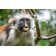Red Colobus Monkey - Wrapped Canvas Print