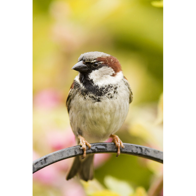 House Sparrow by Andrew_Howe - No Frame Print on Canvas, 91cm H x 61cm W