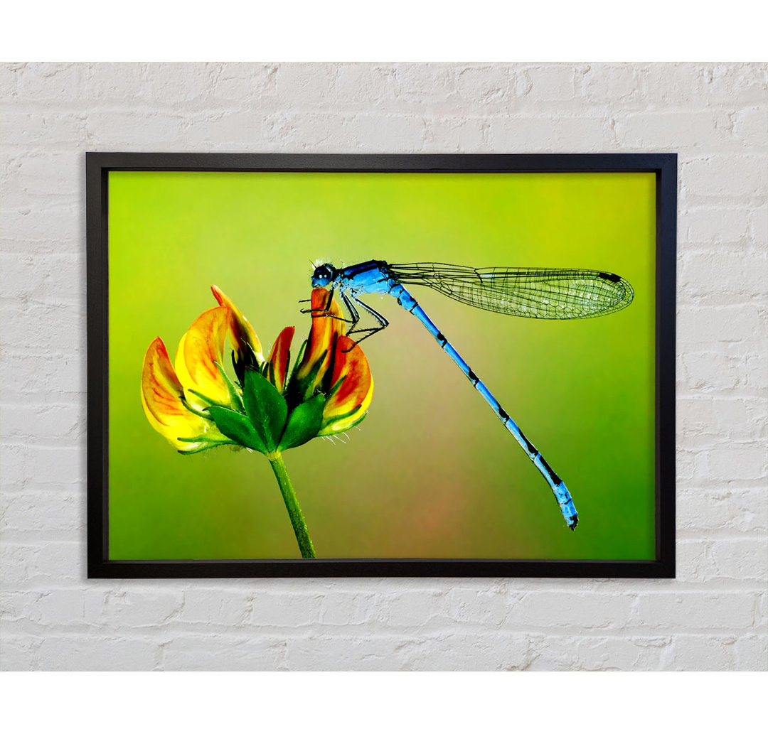 Dragonfly Beauty - Einzelner Bilderrahmen Kunstdrucke auf Leinwand