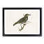 Starling by Von Wright - Framed Print-55615837-55615839