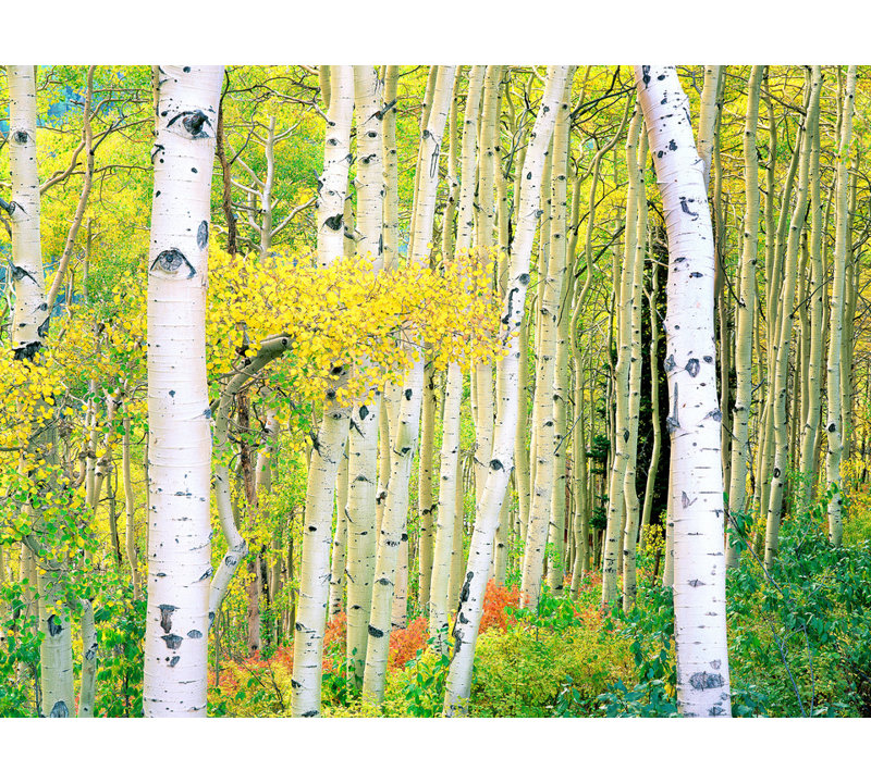 Autumn Aspen Grove Print by Bruce Heinemann, Wrapped Canvas, No Mat, 24" H x 32" W