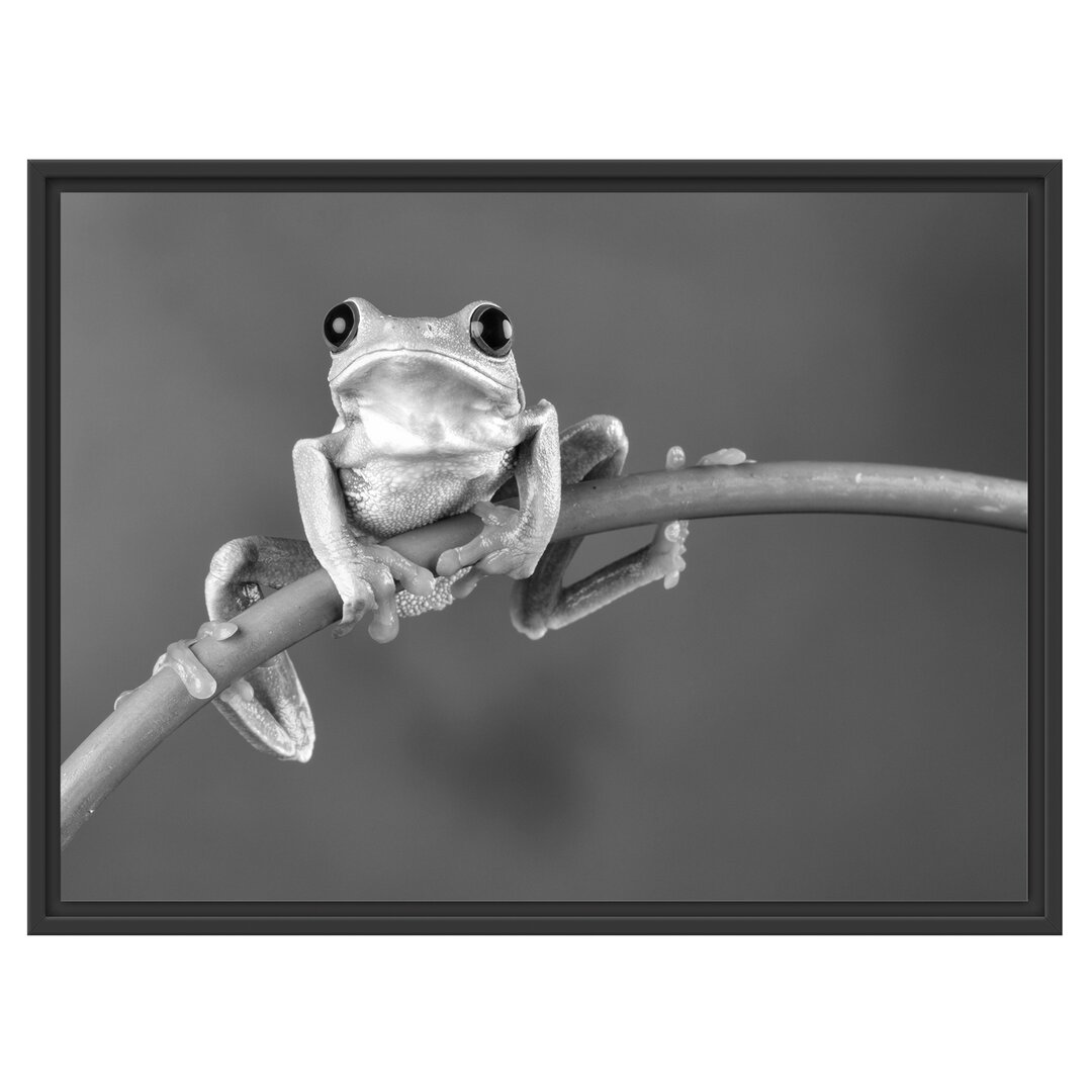 Gerahmtes Wandbild Baum-Frosch auf Bambus Kunst B&W