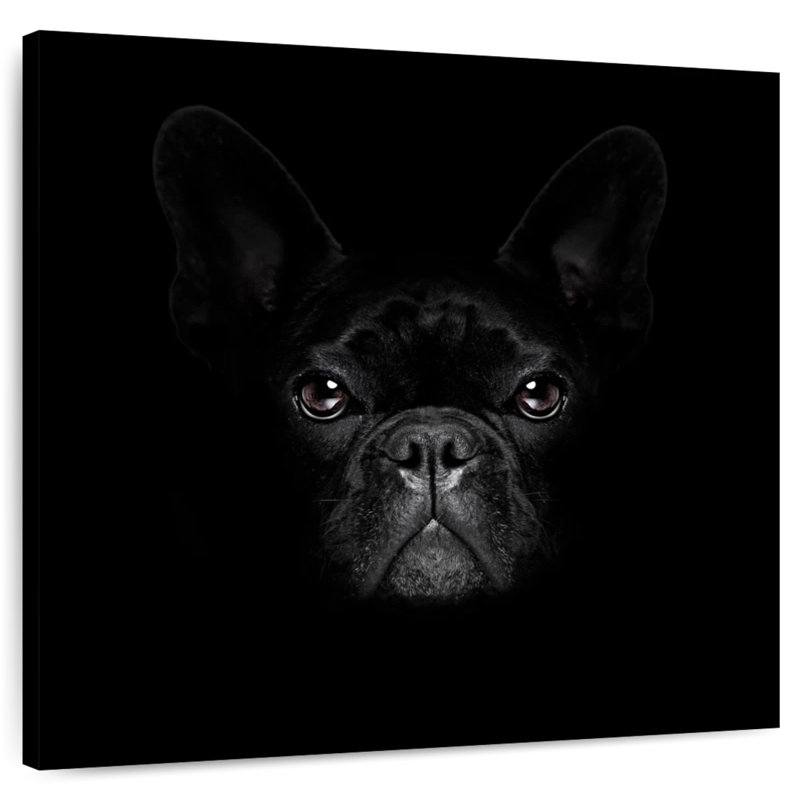 Crowle, bouledogue français mystérieux, H 10 po x l 10 po