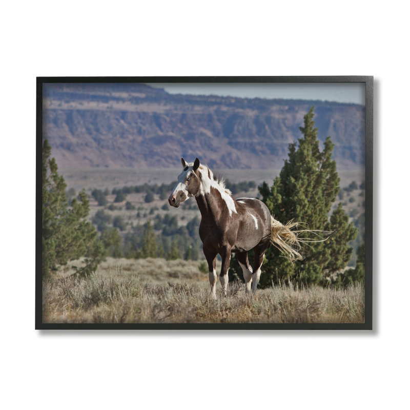 Wild Horse Southwestern Landscape Canyon Cliff par - impression, H 16 po x l 20 po x P 2 po, Cadre noir