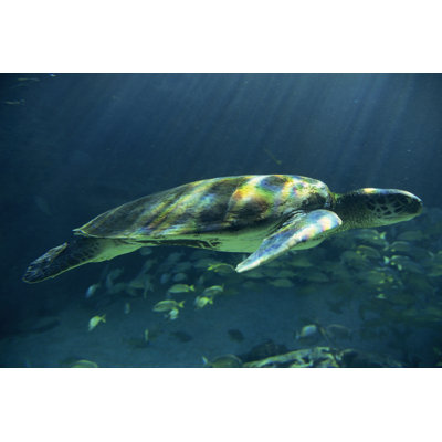 Tortues de mer Égée I