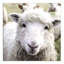 Curious Sheep sur toile-1344045486