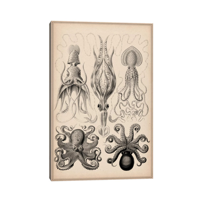 Cephalopod (Gamochonia) by Unknown Artist - Wrapped Canvas Print, 20.32 cm H x 30.48 cm W