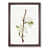 Walnut Framed selected