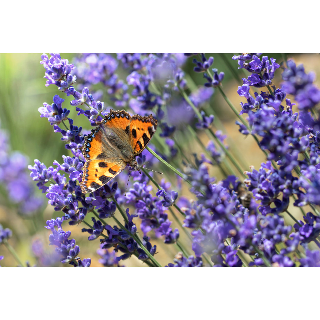 Schmetterling, der sich am Lavendel labt - Foto ohne Rahmen auf Leinwand