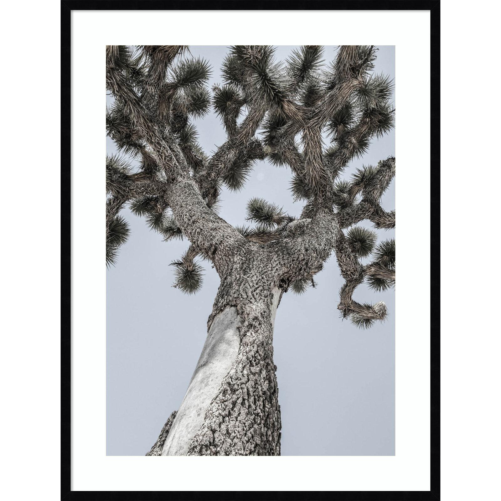 Daisey "Joshua" Print by Shot by Clint, Black, 41" H x 31" W