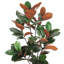 Faux Magnolia Plant in Pot-1917665336