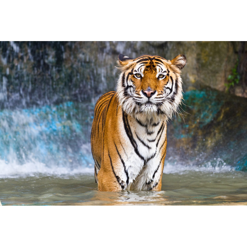 Tiger - Wrapped Canvas Print, 51cm H x 76cm W 