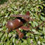Kasson Metal Nautical & Beach Garden Stake