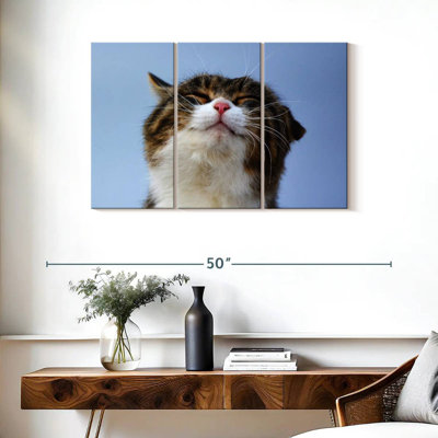 Chat raflé Brampt