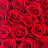Preserved Roses Arrangement in Box