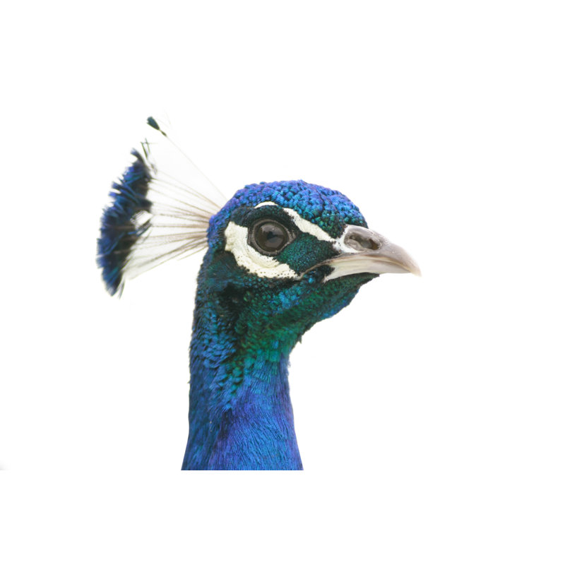 Peacock, 61cm H x 91cm W
