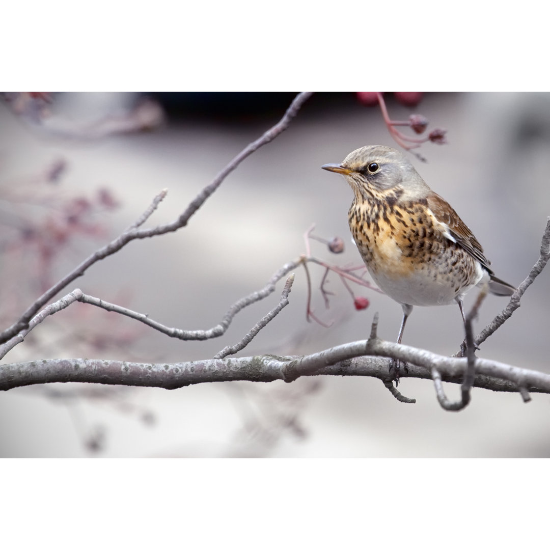 Fieldfare von LordRunar - Kunstdrucke auf Leinwand ohne Rahmen