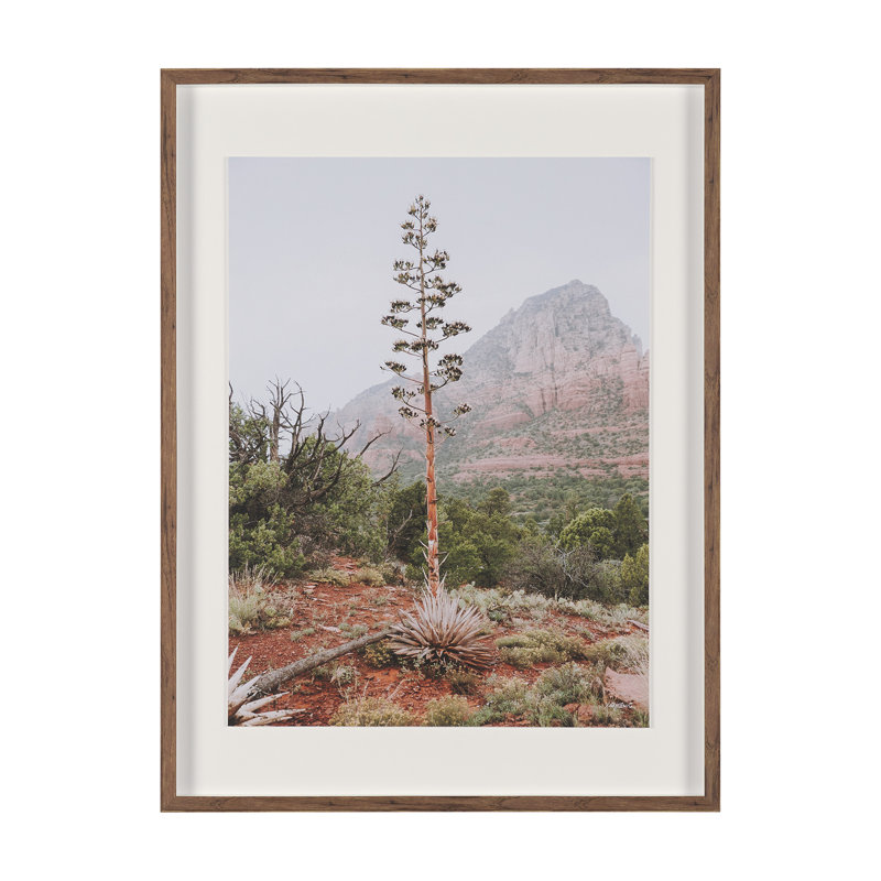 «Agave On The Rocks» par Kelly Frere, reproduction d'art encadrée sous verre