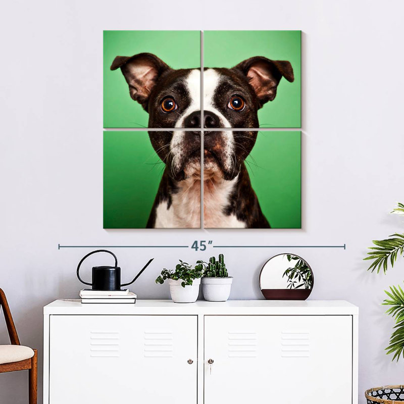 Boston Terrier Brampt Attentive, H 32 po x l 32 po