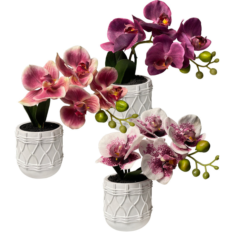 Mini Orchid Flower In Ceramic Pots
