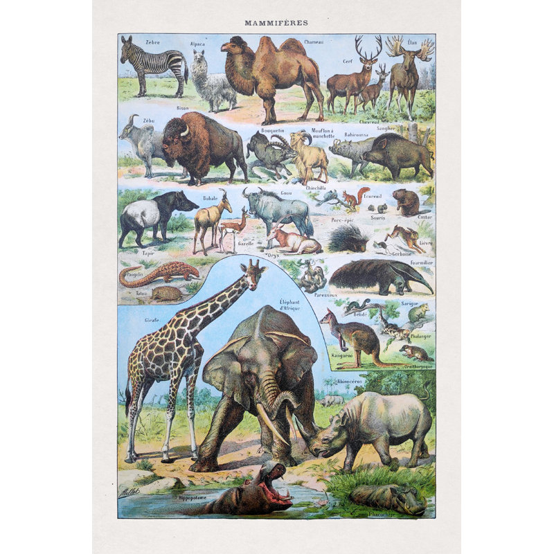 " Mammals " by Gwengoat, 12" W x 18" H