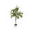Ficus