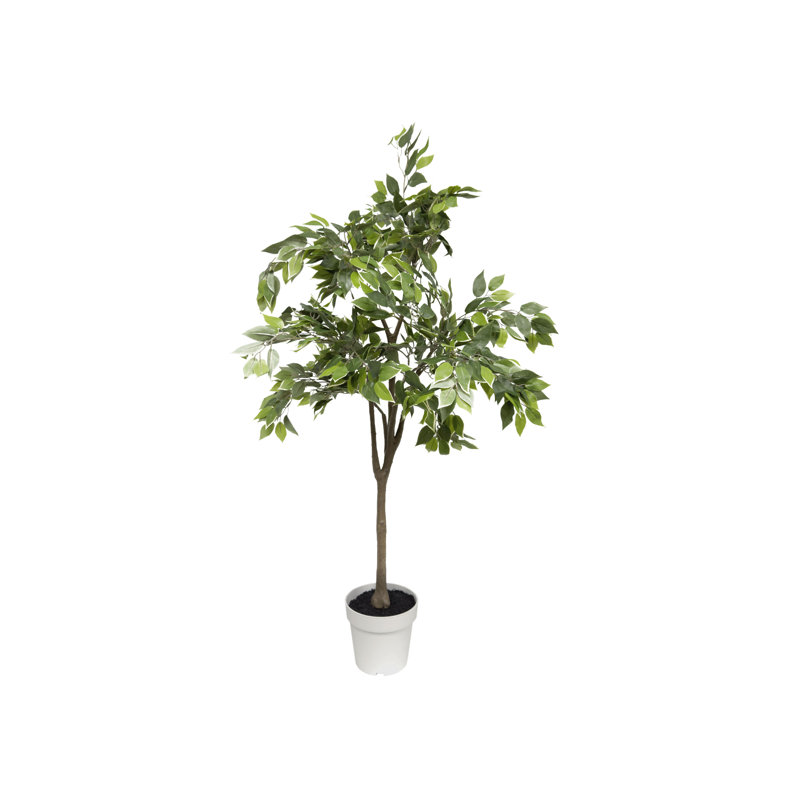 Algreen Ficus Tree