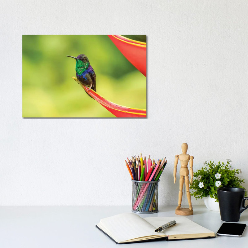 Costa Rica, Sarapique River Valley. Purple-Crowned Woodnymph On Heliconia Plant. by Jaynes Gallery - Wrapped Canvas Print