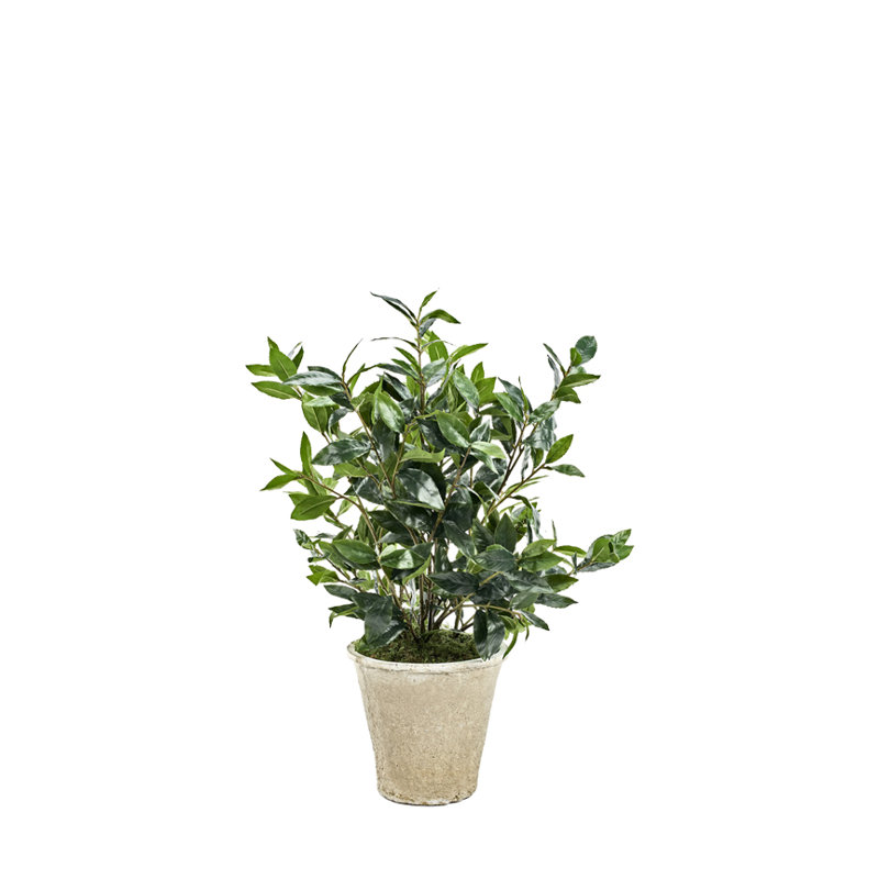 Bay Leaves in White Terra Cotta Planter
