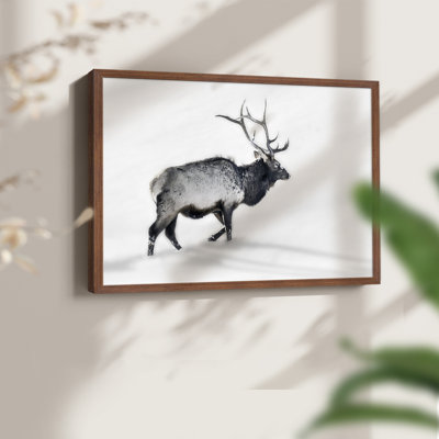 Lone Bull -Framed Print - Restickable