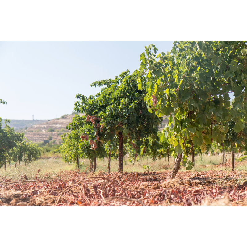 Julesburg Julesburg Vineyard - Wrapped Canvas Print, 30cm H x 46cm W x 3.8cm D