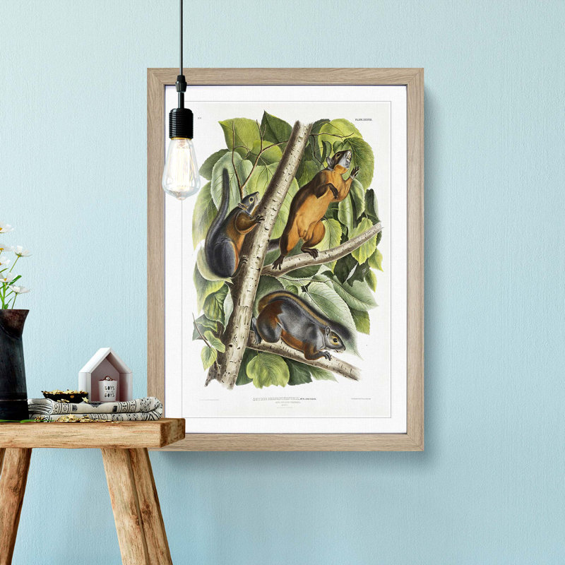 Red-Bellied Squirrels by J.W. Audubon - Picture Frame Painting Print, 36cm H x 27cm W x 2cm D, Oak Framed