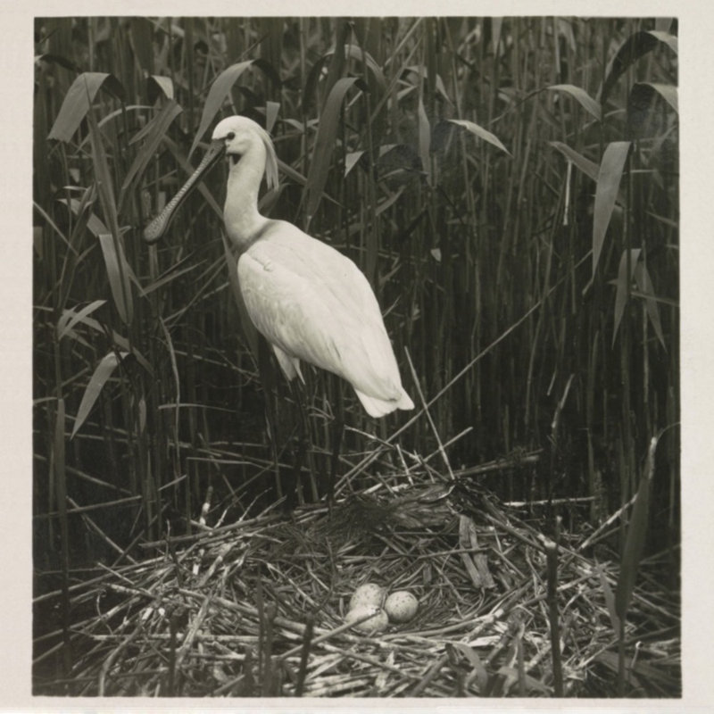 Coastal Birds 2 Print by THE Studio, Maple Framed, 22" H x 22" W x 2" D