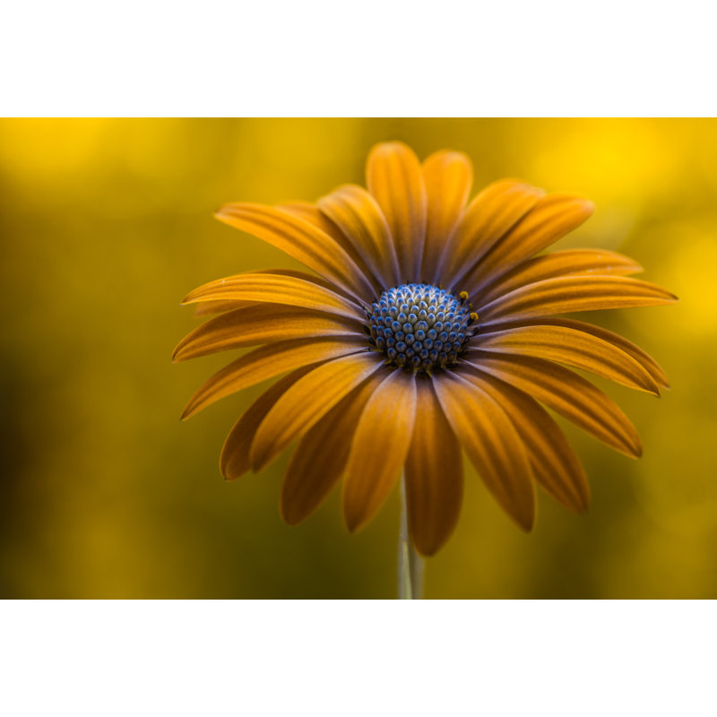 Wrapped Canvas Print, 60.96 cm H x 91.44 cm W