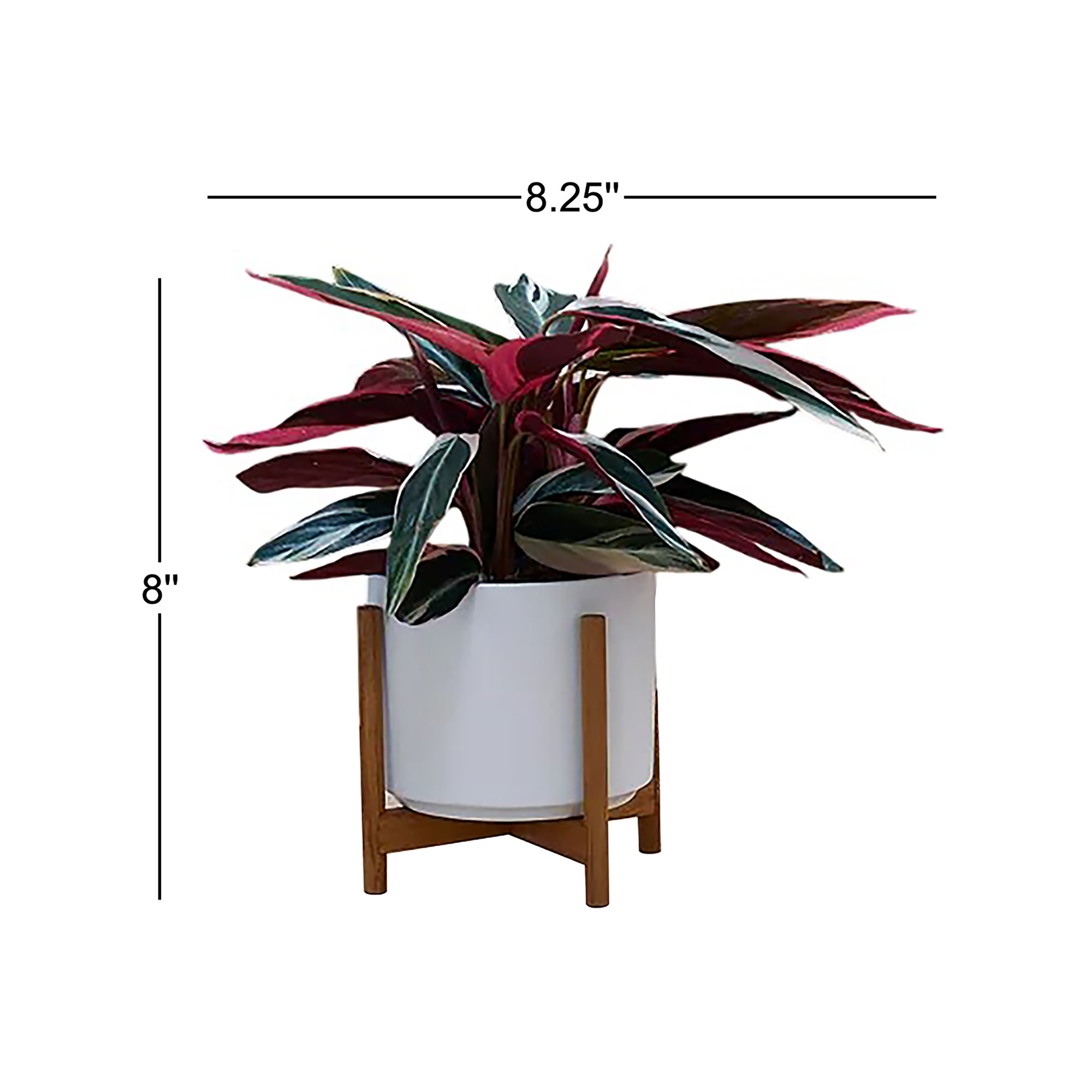 Evantia Ceramic Pot Planter