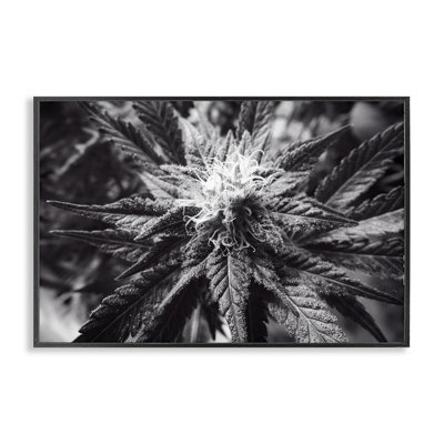 Dark Cannabis Flower Giclee Art by LIH